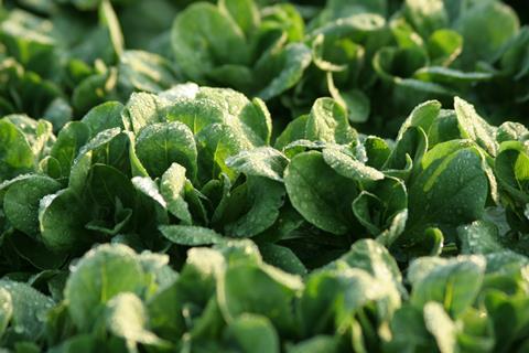 Feldsalat_Pfalzmarkt_-_Cech_2015__2__04.JPG