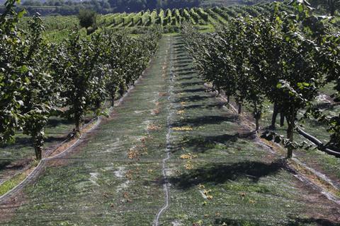 Blick in die Anlage kurz vor der Ernte