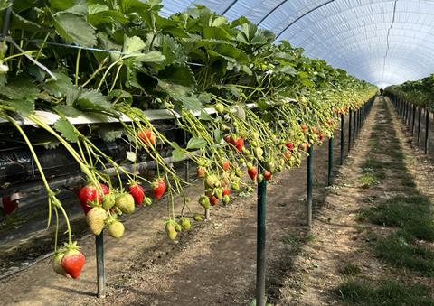 The Summer Berry Company uses GreenView AI for forecasting on 15ha of strawberries