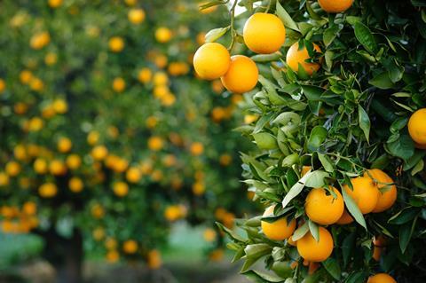Valencia oranges on tree