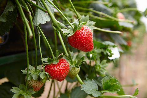 Langdon Manor Farm near Faversham has produced a few extra tonnes of strawberries this year