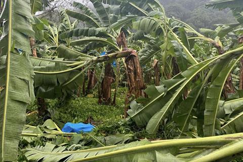 Impact of August 2025 rains on Caribbean Costa Rica bananas