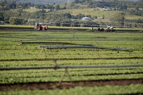 Lettuce production Gatton Queensland Australia
