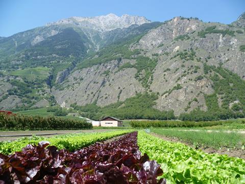 Schweiz-Salatplantage-geiser.JPG