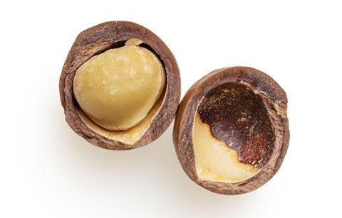 New macadamia varieties