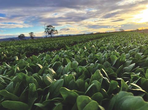 Husseyspinach