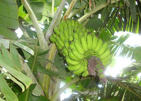 250826_BananasResistentes_Princesa_EdsonAmorim