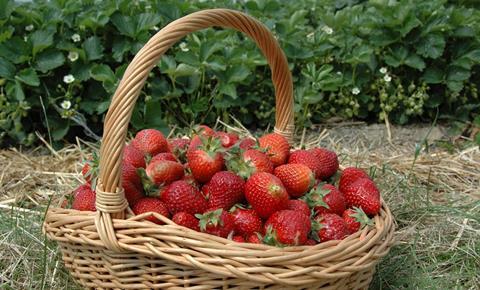 AMI: Führungsposition von Erdbeeren rückläufig