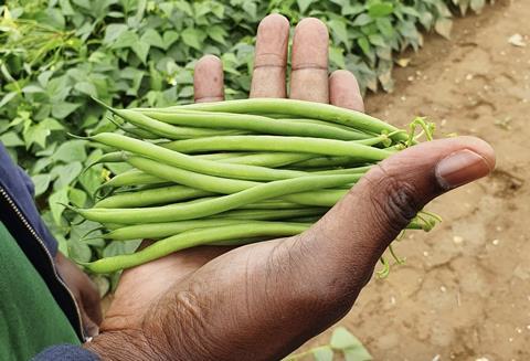 Syngenta green beans in hand