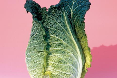 Savoy pointed cabbage