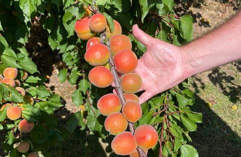 WWF apricot 1