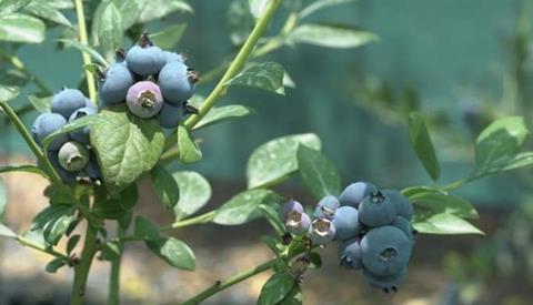 Oman blueberries