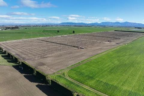 The Turley apple orchard under development in Canterbury