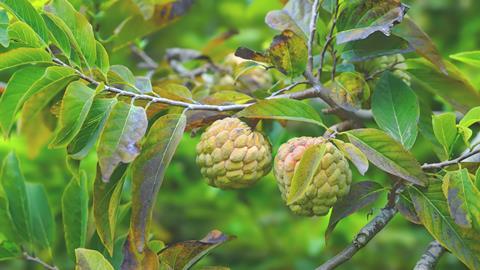 Custard apple