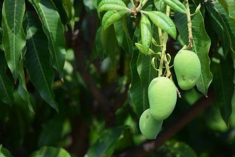 Mango Pakistan orchard production Adobe Stock