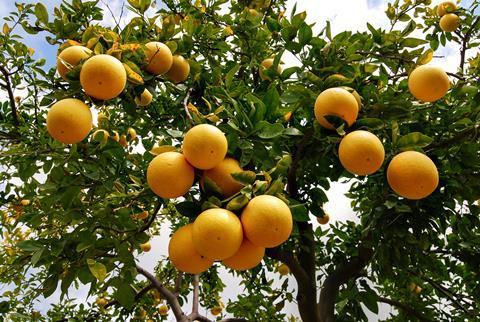Grapefruit