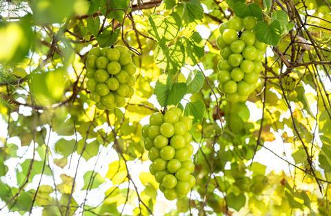 Korean Shine Muscat Grapes