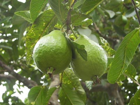 Ecuador Guave Firma Exofrut
