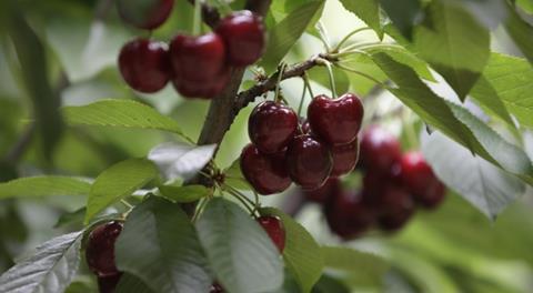 Chilean cherries
