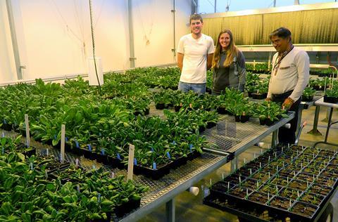 spinach-trial-in-greenhouse
