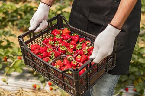 Strawberries being carried Adobe