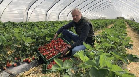 Die ersten Erdbeeren aus dem Folientunnel von Bastian Soltau. Foto: Daniela Rixen