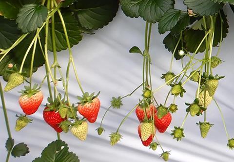 Sakata Seeds strawberries