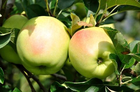 Südtirol_VI.P_Golden_Delicious_am_Baum_2010.JPG