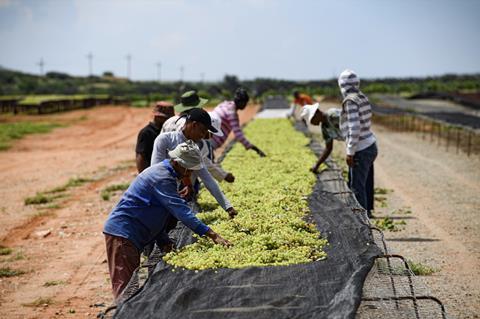 Raisin grape sorting Orange RIver South Africa