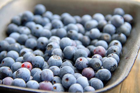 Blueberries in tray