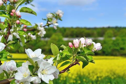 Die Apfelblüte verschiebt sich nach vorne