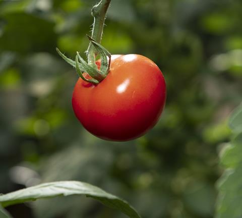 Foto: Fruit Vegetables Europe