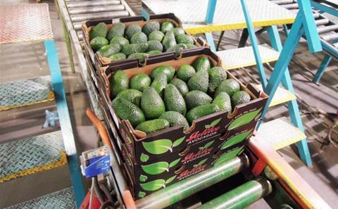 Galilee avocados