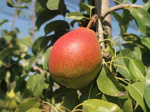 Cheeky pear