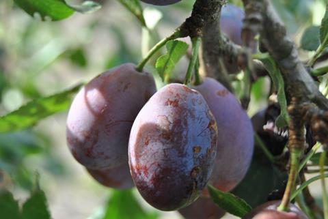 D'Agen plum
