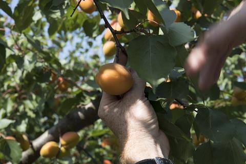 Aprikosen am Baum in Frankreich