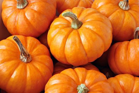 New pumpkin varieties will be showcased
