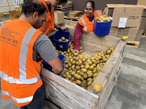 Hilti Volunteers sorting rescued kiwifruit