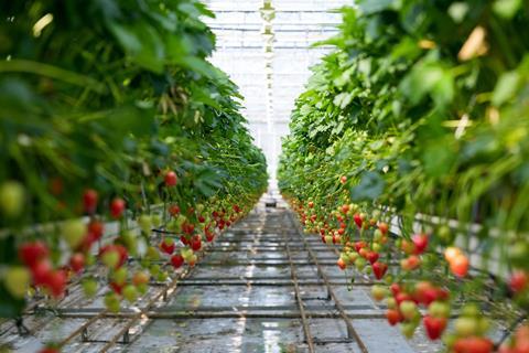 THE SUMMER BERRY COMPANY 311