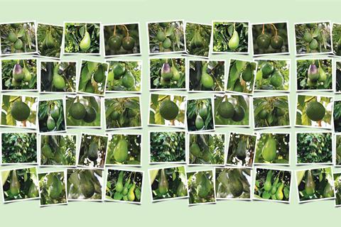 Fruitnet story template 8