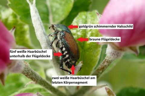 Ein Japankäfer und Hinweise, woran man ihn erkennen kann