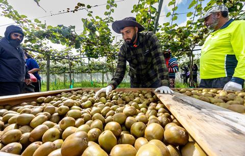 South Auckland grower Pav Singh Gakhal and family pick Zespri RubyRed Kiwifruit credit Jamie Troughton Dscribe Media