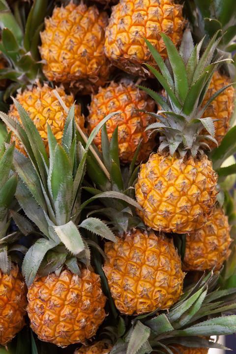 Ananas_zeitz_ohne_Logo_01.jpg