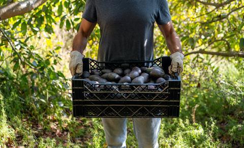 Chile avocados AdobeStock_496715729