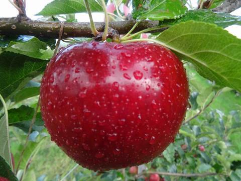 Bio Valvenosta apple variety Natyra-vip