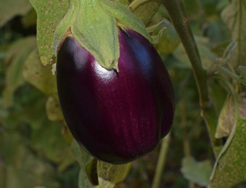 ripe-eggplant-2759947_1920