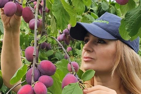 Chambers has reported an excellent plum season