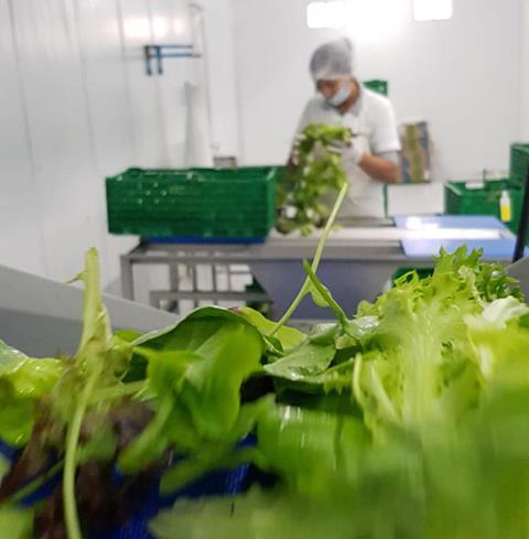 Kronen installiert Salatverarbeitungslinie in Uruguay