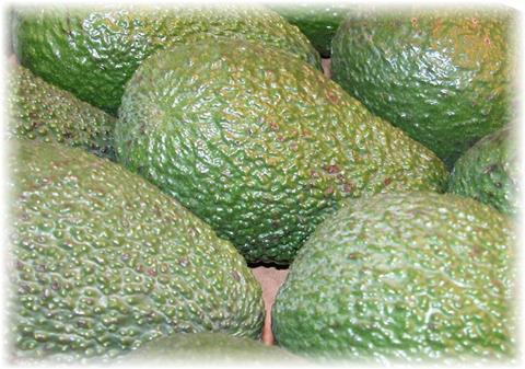 Kanarische Inseln gründen Avocado-Vereinigung