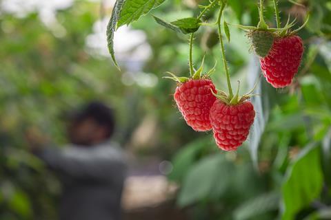 Picture Cuna de Platero